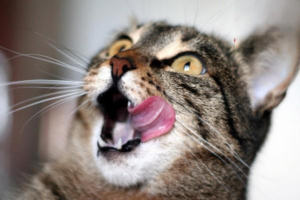Chronic vs Acute Eczema in Cats