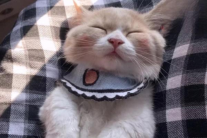 What Medicine Treats Eczema in Cats?