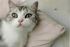 When Is a Cat Prone to Eczema?