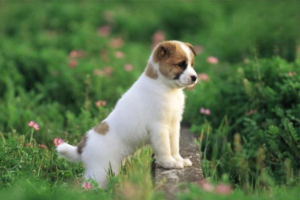 Symptoms of Dog Asthma