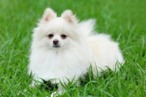 How to Tell If Your Dog Has Asthma