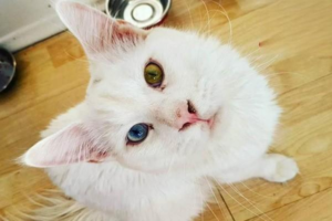 What Causes Anemia in Cats?
