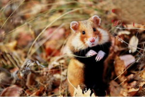 Hamster Summer Care Guide (Part 1)