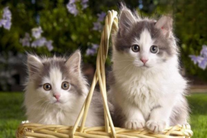 What to Do If an Anemic Cat Won’t Eat or Drink