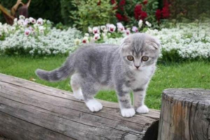 Can Cats Drink Raw (Untreated) Water? The Risks and Consequences