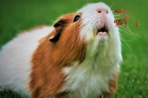 Symptoms and Differences of Common Hamster Illnesses