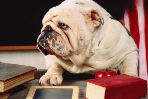 How to Treat a Dog Stung by a Bee