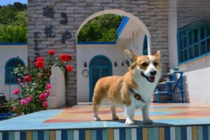 What to Do When Your Dog Is Stung by a Bee