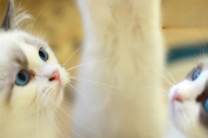 Cat Pharyngitis: Symptoms