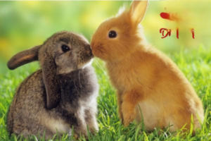Why Do Rabbits Have Trouble Conceiving?