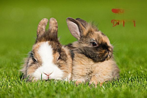 False Pregnancy in Doe Rabbits