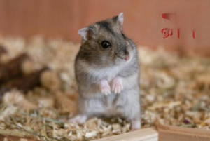 What to Do If a Hamster Bites You