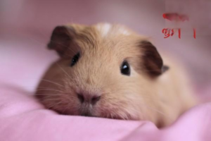 How to Extend a Hamster’s Lifespan