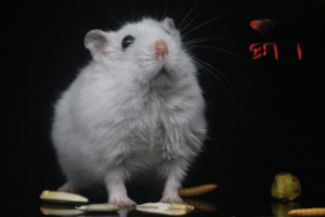 Why Hamsters Play Dead and What to Do