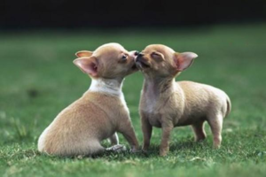 Transmission Routes of Infectious Canine Hepatitis