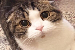 Feline Primary Hepatic Jaundice