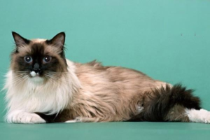 Types and Symptoms of Hepatitis in Cats and Dogs