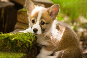 What Is the Best Medicine for Dog Dermatitis?