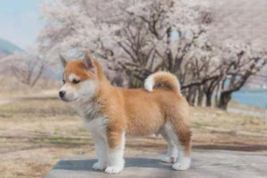 Is Dog Dermatitis Contagious? (and How to Treat It)