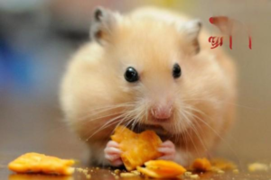 Why Are Hamsters Easy to Keep?