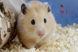 An Introduction to Common Dwarf Hamsters