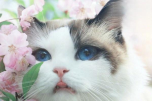 Features of Feline Hemobartonellosis