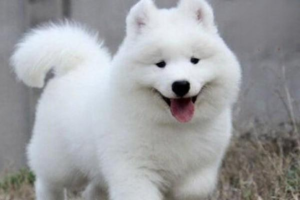 How to Treat Fungal Skin Disease in Dogs