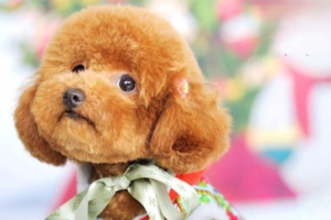 What to Do If Your Dog Eats a Bug