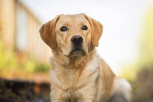 Clinical Manifestations of Canine Nocardiosis
