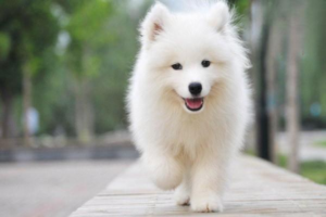 Early Symptoms and Treatment of Canine Distemper