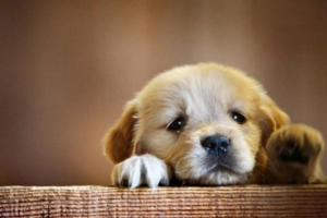 Causes and Treatment of ‘Dog Turning Intestines’ (Parvovirus)