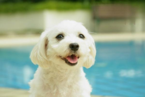 What to Do When a Dog Chokes on Food