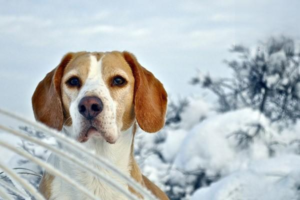 Which Fruits Can You Feed Your Dog?