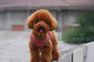 4 Common Diseases of Poodles