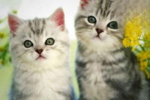 FIP: Most Obvious Symptoms and Treatment