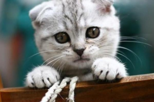 Daily Care for Cats