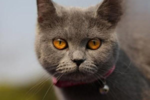 Why Cats Cover Their Faces While Sleeping