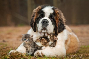 How to Handle a Pet in Heat