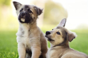 Winter Warmth Mistakes for Dogs