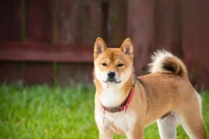 Pros, Cons and Best Timing of Spaying or Neutering Cats and Dogs