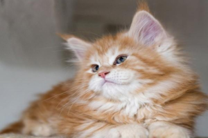 What to Do When a Cat Fears the Vet