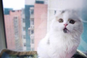 Symptoms of Escherichia coli Infection in Pets