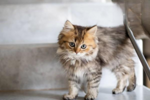 External Parasites of Dogs and Cats
