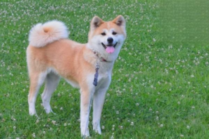 Things Dogs Hate Owners Doing