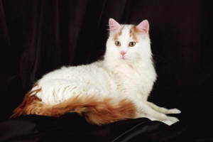 Common Mistakes New Cat Owners Make