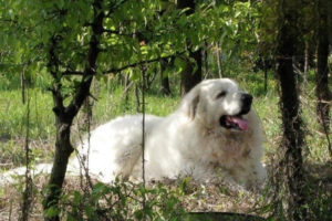 Why Do Dogs Have Extra Neck Skin?