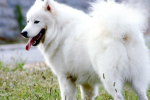 Basic Dog Training for Beginners: 5 Commands