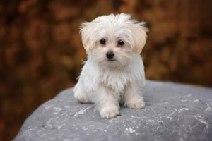 How to Choose a Cairn Terrier: Looks and Traits