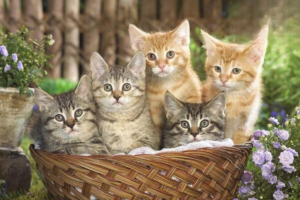 Cat Distemper (Feline Panleukopenia): Symptoms and Care