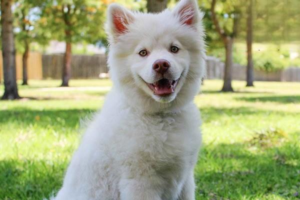 Before You Get a Pet: Things to Consider